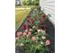 A colorful flower bed along the house featuring roses, black mulch, and a manicured lawn at 3665 Conifer Dr, Zionsville, IN 46077