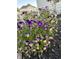 Close-up of flowerbed featuring violet and yellow flowers and mulch, enhancing the curb appeal at 3665 Conifer Dr, Zionsville, IN 46077
