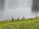 Scenic view of four ducks at the water's edge with lush grass at the shoreline at 10629 Simsbury Ct, Indianapolis, IN 46236