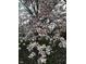 Close-up of a magnolia tree showcasing beautiful pink and white blossoms at 1527 N Washington St, Danville, IN 46122