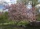 Beautiful magnolia tree with pink blossoms set against a lush green lawn and blue sky at 1527 N Washington St, Danville, IN 46122
