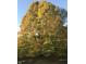 Stunning tree with golden foliage stands tall against a clear sky, displaying autumn's beauty at 1527 N Washington St, Danville, IN 46122