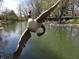 Goose in flight over the pond, showcasing the natural beauty and wildlife at 3311 Stella St, Greenwood, IN 46143