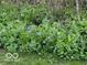 Clusters of wildflowers in bloom on a wooded lot at 6454 Dean Rd, Indianapolis, IN 46220