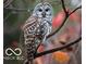 Close-up of a barred owl perched on a branch, capturing its striking plumage and captivating gaze at 6454 Dean Rd, Indianapolis, IN 46220