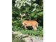 Deer hiding in the foliage of the wooded lot at 6454 Dean Rd, Indianapolis, IN 46220