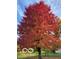 A large maple tree displaying peak autumn colors on a clear day at 11525 Capistrano Cir, Indianapolis, IN 46236
