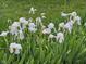 Close up of a cluster of white irises in the grass at 3155 W 57Th St, Indianapolis, IN 46228