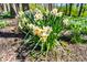 Bright and cheerful white and yellow daffodils blooming in the garden, adding color and charm to the yard at 7545 Chablis Cir, Indianapolis, IN 46278