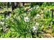 Close-up of vibrant white and yellow daffodil flowers, adding natural beauty to the garden landscape at 7545 Chablis Cir, Indianapolis, IN 46278