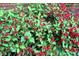 Abundant red blossoms adorn a lush green shrub, adding vibrant color and texture to the garden at 701 E Main St, Westfield, IN 46074