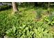 Tranquil garden featuring a variety of lush foliage, plants, and shaded areas providing a peaceful retreat at 701 E Main St, Westfield, IN 46074