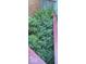 Lush ferns and greenery create a serene garden, framed by a red bench at 701 E Main St, Westfield, IN 46074