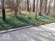 Ground level view of a front yard with blue wild flowers at 701 E Main St, Westfield, IN 46074