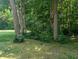 Wooded area with tall trees and natural undergrowth, providing a serene view at 8017 Dogwood Ct, Plainfield, IN 46168
