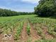 Neatly cultivated field featuring rows of corn stalks at 3718 S County Road 101 E, Clayton, IN 46118