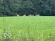 A herd of deer grazing in a lush, green field at 3718 S County Road 101 E, Clayton, IN 46118