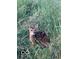A young fawn is camouflaged in tall grass and wildflowers at 3718 S County Road 101 E, Clayton, IN 46118