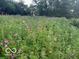 Lush wildflower meadow abounds with colorful blooms and greenery at 3718 S County Road 101 E, Clayton, IN 46118