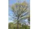 Upward view of the branches of a mature tree against a clear blue sky at 4166 Cobblestone Way, Greenwood, IN 46143