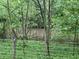 A glimpse of a creek view through a natural setting of lush foliage and trees at 685 N Buffalo Hill Rd, Martinsville, IN 46151