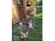 Chicken coop with chickens in outdoor run at 7037 Indian Lake W Blvd, Indianapolis, IN 46236
