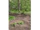 Beautiful backyard with mature trees, mulch beds, and a decorative birdhouse offering a peaceful and natural setting at 10561 Wilson Rd, Brownsburg, IN 46112