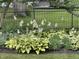 Close-up of lush garden bed with hostas, ferns and white flowers, framed by a black metal fence at 3790 Steeplechase Dr, Carmel, IN 46032