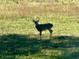 A buck stands in a grassy field looking at the camera at 3384 Homestretch Dr, Carmel, IN 46032