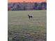 Buck standing in field during dusk with orange sky at 3384 Homestretch Dr, Carmel, IN 46032