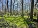 Lush backyard featuring mature trees and beautiful landscaping at 5205 Mosswood Ct, Indianapolis, IN 46254