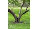 Backyard tree with squirrel playing on lush green grass at 650 Balroyal Ct, Indianapolis, IN 46234