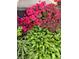 Charming garden with vibrant pink azaleas and lush green hostas at 728 W 300 N, Anderson, IN 46011
