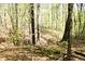 Lush forest landscape with towering trees at 9067 Old Haggard Rd, Morgantown, IN 46160