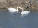 Two beautiful white swans gracefully gliding across the tranquil water, their necks intertwined in a heart shape at 10590 Geist View Dr, Fishers, IN 46055