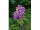 View of purple flowers blooming in the backyard garden at 13 Ridgeline Dr, Brownsburg, IN 46112