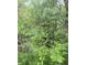 Overgrown backyard with various weeds and trees at 2414 S Rybolt Ave, Indianapolis, IN 46241