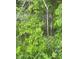 Overgrown backyard with various weeds and trees at 2414 S Rybolt Ave, Indianapolis, IN 46241