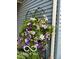 Lush clematis climbs along the exterior of the house for a colorful and inviting feel at 7020 N 375 E, Lebanon, IN 46052