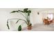 Inviting living room with plant, adjacent to dining area, creating an open and airy space at 10828 Young Lake Dr, Indianapolis, IN 46229