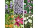 Assortment of colorful flowers in full bloom against a backdrop of lush greenery at 8245 Woodlawn Dr, Martinsville, IN 46151