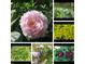 Several flower varietals with healthy, green foliage at 8245 Woodlawn Dr, Martinsville, IN 46151