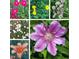Various colorful flowers in bloom, adding natural beauty to the property at 8245 Woodlawn Dr, Martinsville, IN 46151