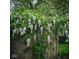 Garden with a wooden fence covered in flowering plants and greenery, providing natural beauty and privacy at 301 N Main St, Franklin, IN 46131