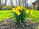 Vibrant yellow daffodils create a colorful display, adding charm to the home's beautifully landscaped surroundings at 7621 Forest Dr, Fishers, IN 46038