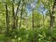 Lush, green forest floor of undeveloped lot at 1760 Pumpkinvine Hill Rd, Martinsville, IN 46151