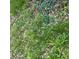 Ground-level view of a lawn, weeds and a green garden hose at 2621 N Tacoma Ave, Indianapolis, IN 46218