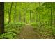 Natural walking path running through a lush green forest at 4128 Whitetail Woods Dr, Bargersville, IN 46106