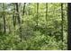 Lush green forest with various sized trees, new spring growth, and sunlight at 4363 E State Road 252, Franklin, IN 46131