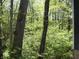 Wooded landscape with vibrant green foliage, mature trees, and natural surroundings at 4363 E State Road 252, Franklin, IN 46131